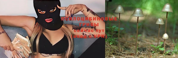 стаф Ельня